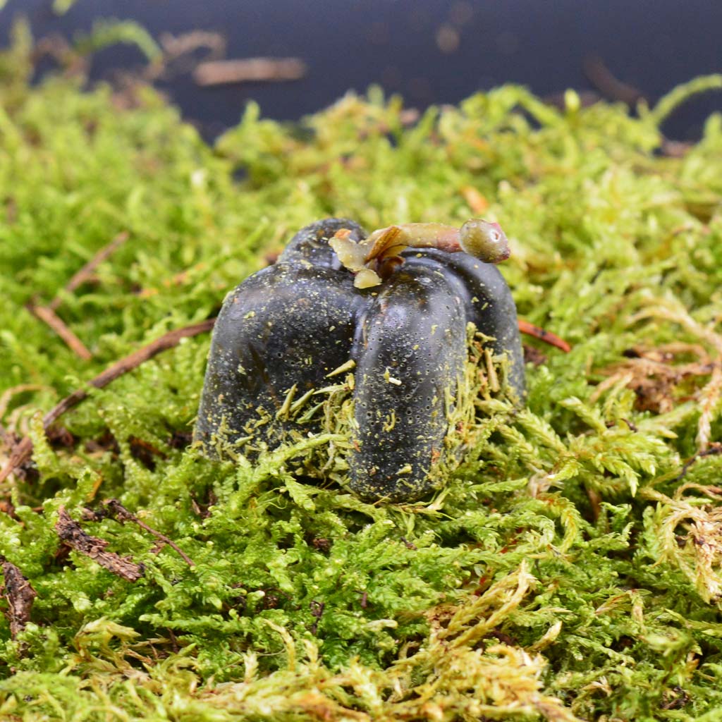 Black boost -kleine Reinigung Kerze