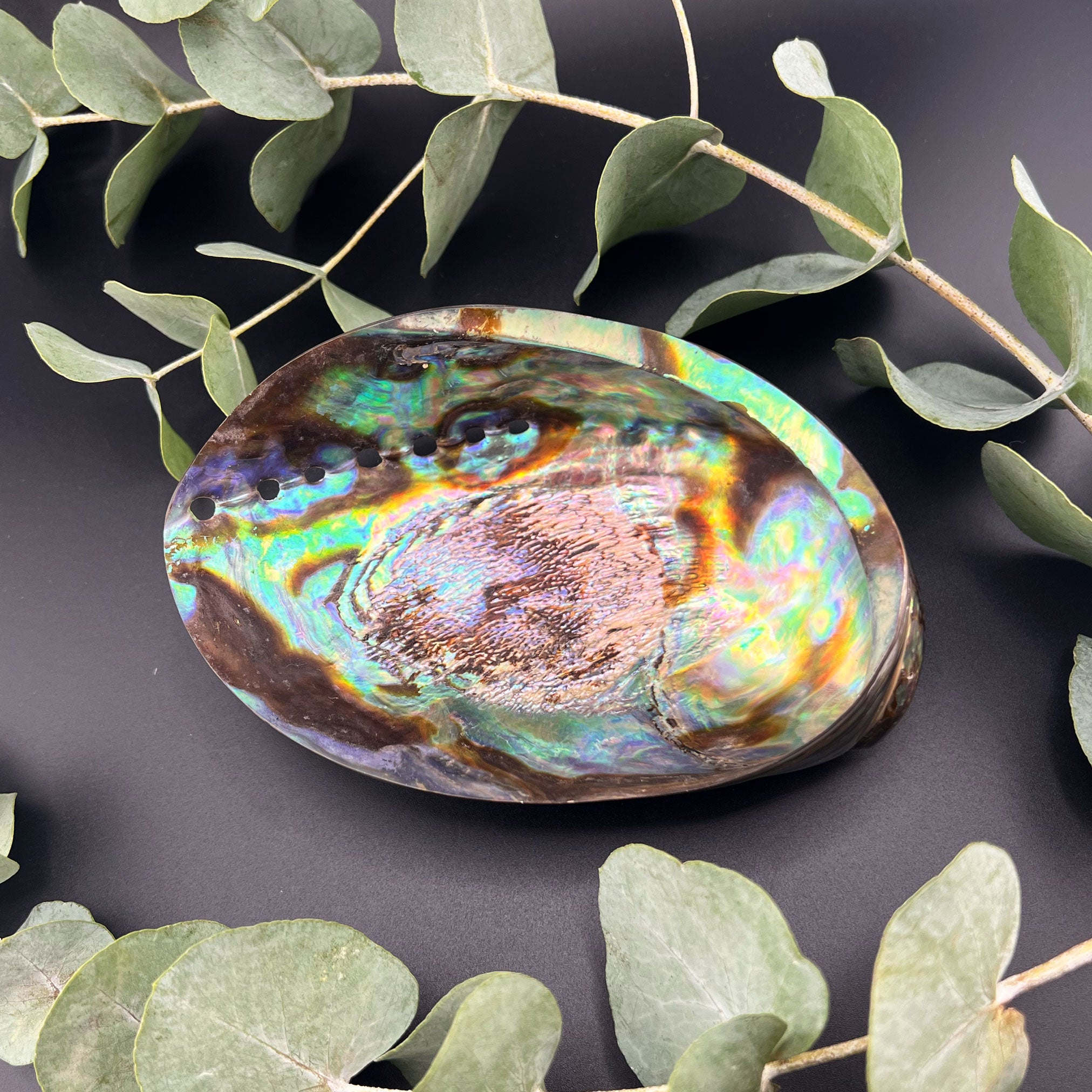 AAA Echte brilliante Abalone Muschel