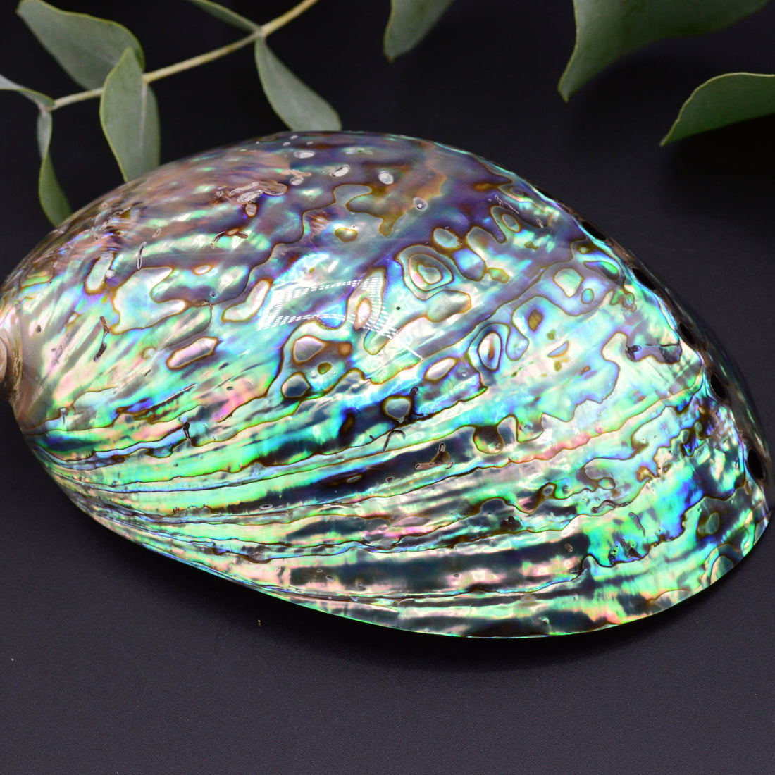 AAA Echte brilliante Abalone Muschel