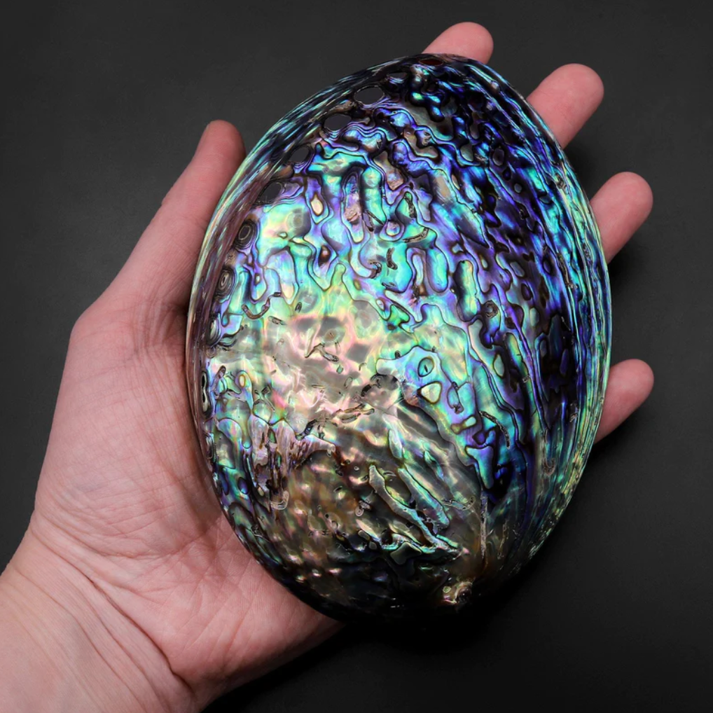 AAA Echte brilliante Abalone Muschel